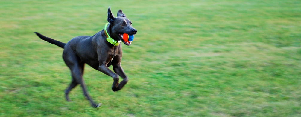 Blue Lacy practicing flyball